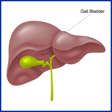 How much does a gall bladder weigh? | Bliss Shine