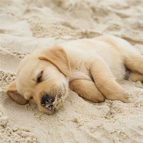 Today's Beach Pretty Moments | Cute baby dogs, Kittens and puppies, Puppies