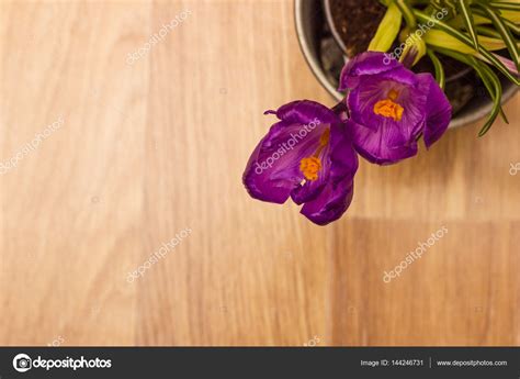 Two purple crocuses — Stock Photo © nelladel #144246731