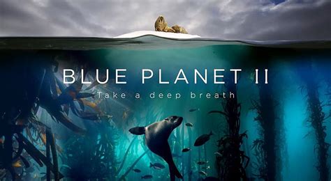 SB Oceans: Can Better Business Save Our Seas? | Blue planet ii, The blue planet, Ocean