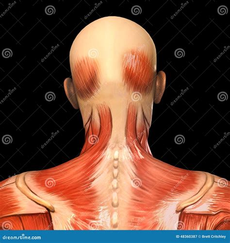 Human Risorius Muscles On Skeleton Stock Illustration | CartoonDealer ...