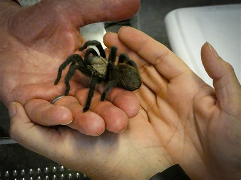 Tarantulas in Colorado are on the move, and they’re looking for love | Colorado Public Radio