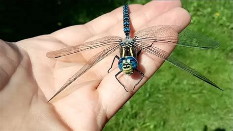 15 Incredible Dragonfly Species - YouTube