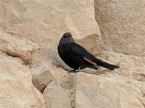 Four easily spotted Birds in Israel – Waunder