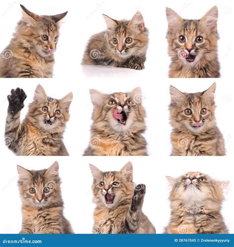 Cat emotions composite stock image. Image of pretty, beautiful - 28767045