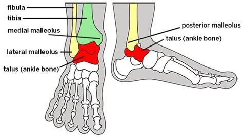 Pin on Anatomy