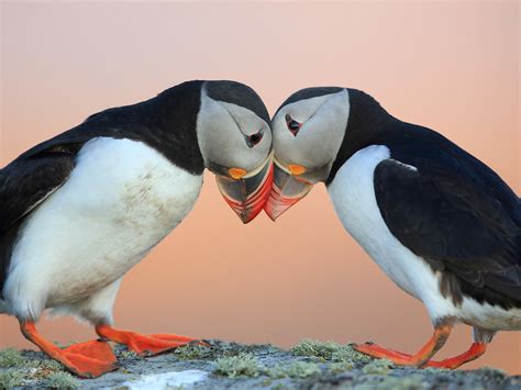 Puffin Bird Facts (Fratercula arctica) | Bird Fact