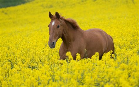 Horse Spring Wallpapers - Wallpaper Cave