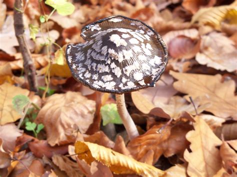 Free Images : forest, leaf, autumn, fungus, agaric, agaricus, avar, edible mushroom ...