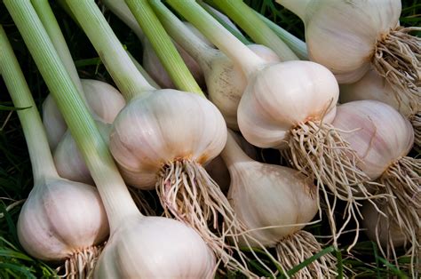 How To Grow Garlic - Plant Care Tips | Horticulture.co.uk