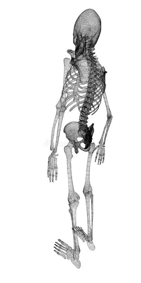 Human body, skeleton stock illustration. Illustration of human - 47017295