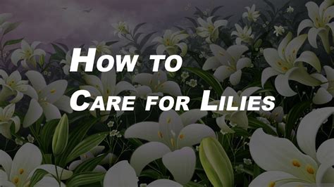 Basic Gardening Tips for Beginners | How to Care for Lilies - YouTube