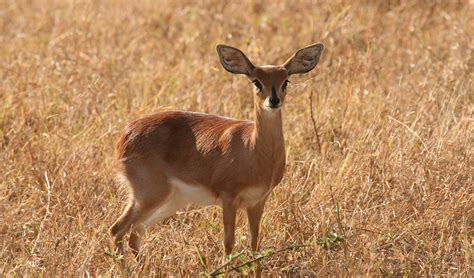 Steenbok facts, distribution & population | BioDB