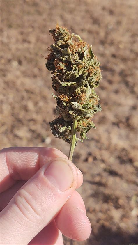 Sour LifeSaver (von B.O.G. Seeds) :: Cannabis Sorten Infos