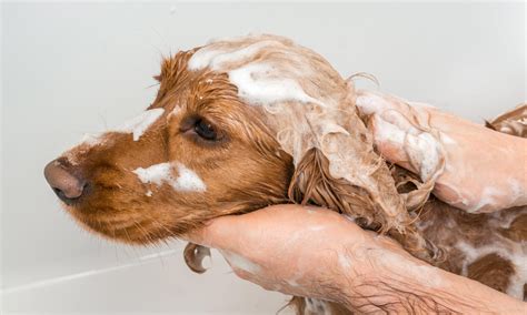 The Best Dog Dandruff Shampoos – A Buyer’s Guide 2021