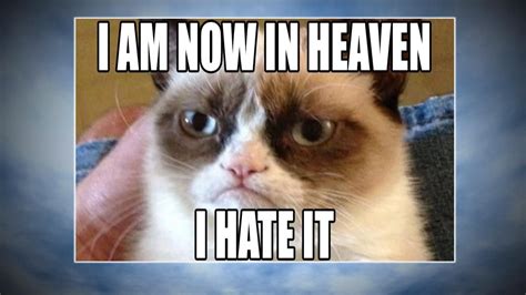 20 Best Grumpy Cat Memes | Angry cat memes, Grumpy cat, Cat memes