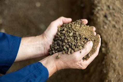 Organic Nutritional Feed Pellets for Calves in Male Farmer Hands Stock Photo - Image of cattle ...