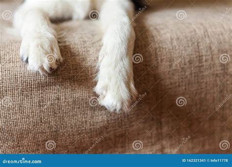 Dog Paws Close Up. Funny Portrait of Cute Smilling Puppy Dog Border Collie on Couch Stock Image ...