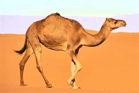 How Do Camel Survive? Humps and Other Desert Adaptations