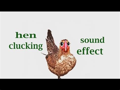 How A Hen Clucking / Sound Effect / Animation - YouTube