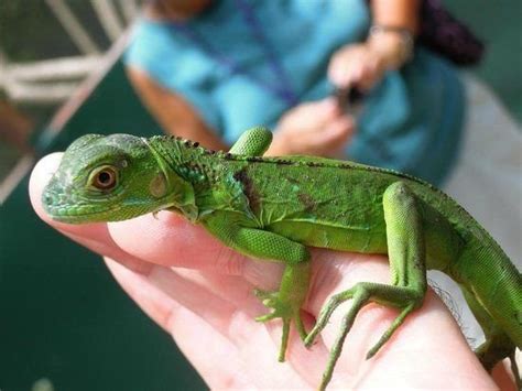 Hatchling Green Iguana