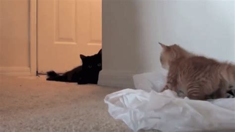 A Kitten A Cat & A Bag... GIF - Kitten Cat Bag - Discover & Share GIFs