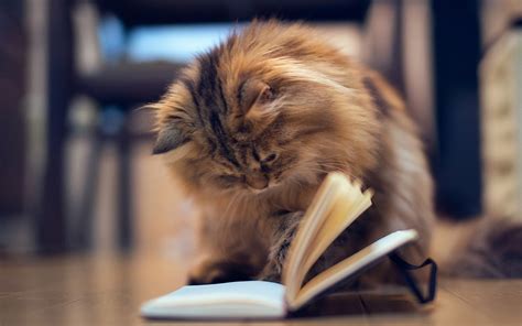 🔥 Free download Cat Reading Book [1280x800] for your Desktop, Mobile ...