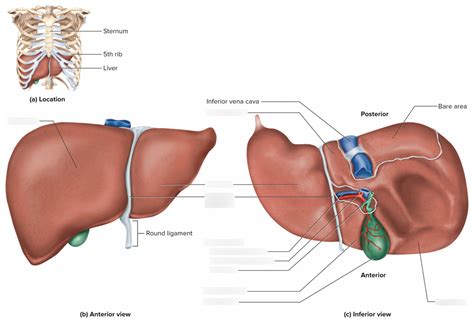 Liver and Gallbladder Anatomy Diagram | Quizlet