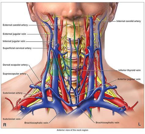 Image result for human arteries and veins labeled model | Anatomy ...