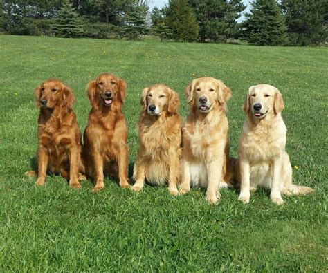 Golden Retriever Colors: The Standard & Rare Golden Coat Colors - K9 Web