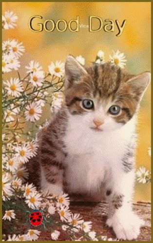 Cute Cats And Dogs, Animals And Pets, Cats And Kittens, Baby Animals, Photo Chat, Cat Photo ...