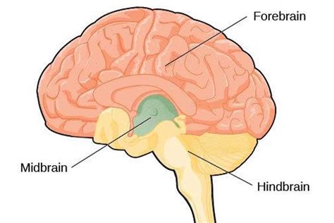 Forebrain, Midbrain & Hindbrain: Functions & Diagrams