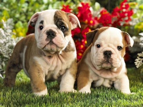 American Bulldog and Dog Supplements for Bulldog Puppies