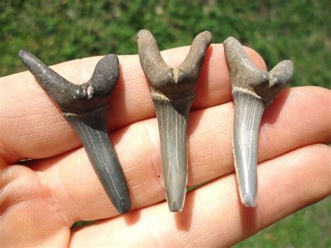 3 LARGE CRETACEOUS GOBLIN SHARK TEETH ALABAMA FOSSILS SHARKS TOOTH ...