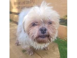 Lhasa Apso Rescue Dogs in the United Kingdom | Petlist