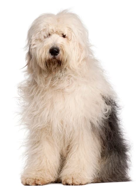 20 Big Fluffy Dog Breeds - Big Fluffy Dogs