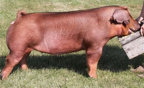 Duroc Pig Characteristics