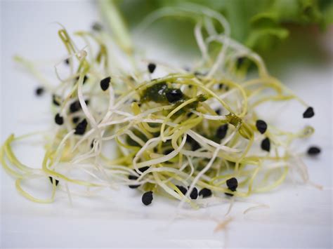 Estos son los beneficios de incluir alfalfa en tu dieta