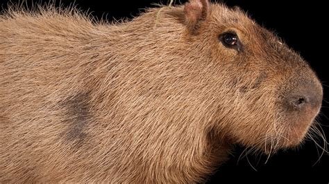 Capybara Facts