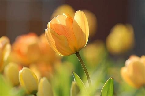 [ THÚ VỊ] Hoa Tulip Vàng | Loài hoa của may mắn và sự thịnh vượng