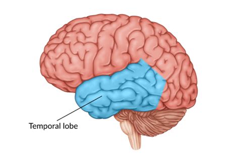 Temporal Lobe Damage: Symptoms, Treatment, & Recovery