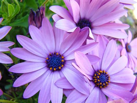 Daisies Lavender Purple Daisy Flowers Baslee Troutman Photograph by ...