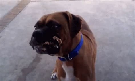 Lick GIF - PeanutButter Dog CuteDog - Discover & Share GIFs