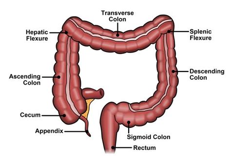 Sigmoid Colon - Function, Location and Related Conditions