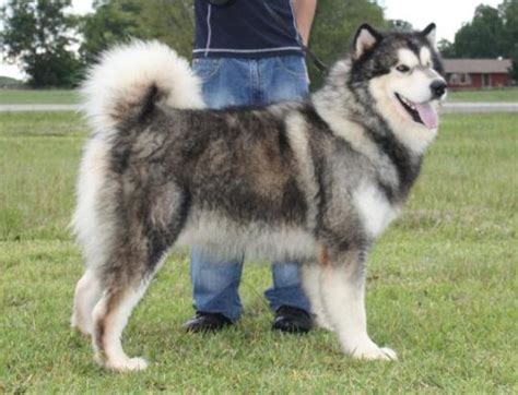 Giant Alaskan Malamute Dog Breed Information and Photos