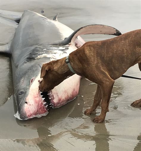 In Photos: Great White Shark Washes Up on Santa Cruz Beach | Live Science