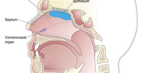 Pheromone Science: The VNO (Vomeronasal Organ) • Love Scent Pheromones Blog