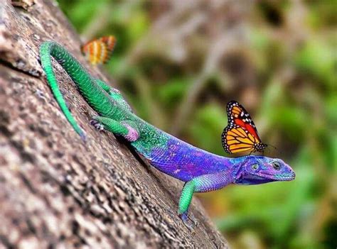 Pin by Angela on Животные | Colorful lizards, Colorful animals, Lizard