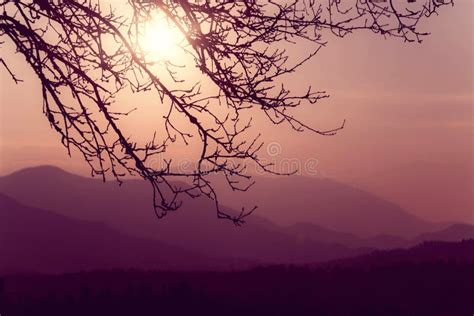 Beautiful Dreamy Tree Branches With Sunset Stock Image - Image of greatness, rural: 77291439