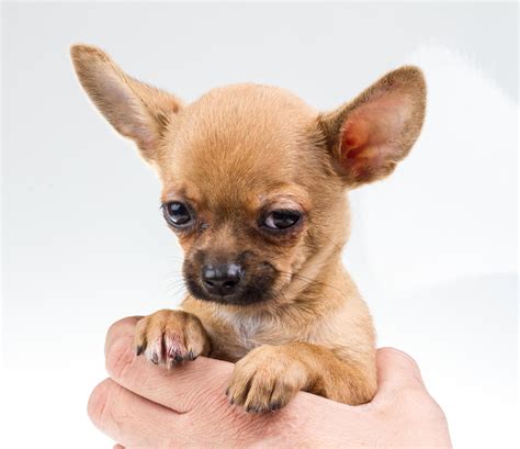 expressive portrait Chihuahua puppy 12283693 Stock Photo at Vecteezy